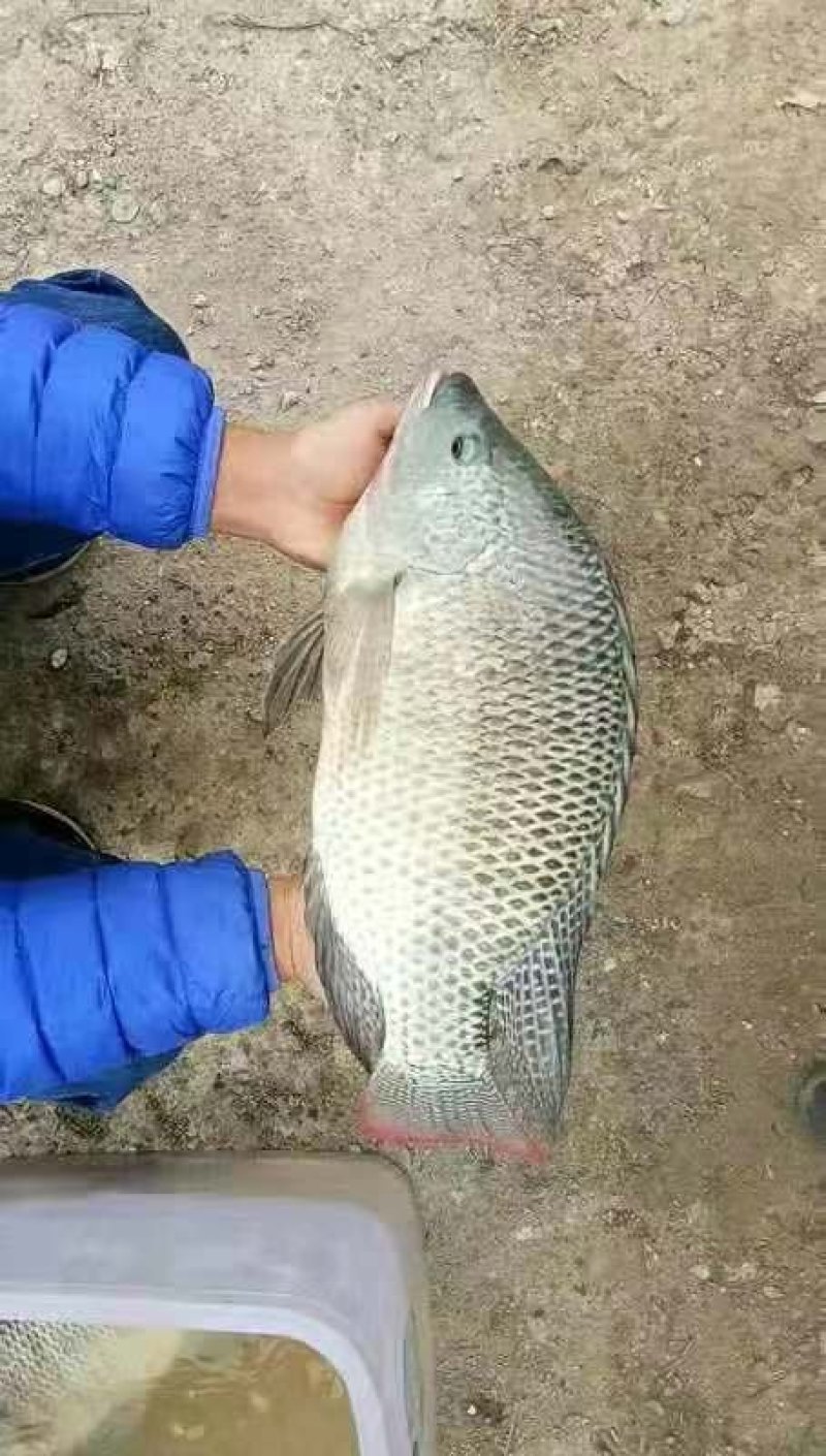 罗非鱼苗，单性罗非鱼苗，海南一号，大量现货，规格齐全活跃