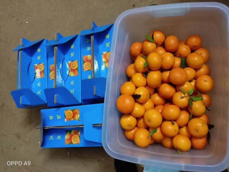 新鲜沃柑