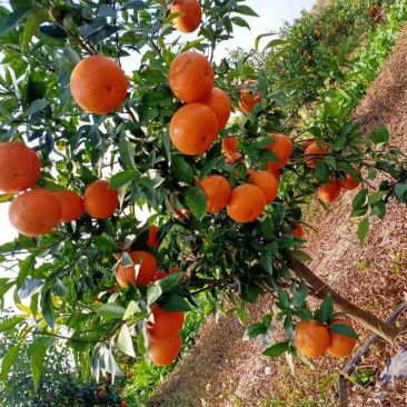 新鲜沃柑
