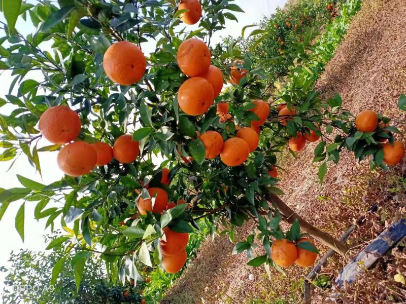 新鲜沃柑