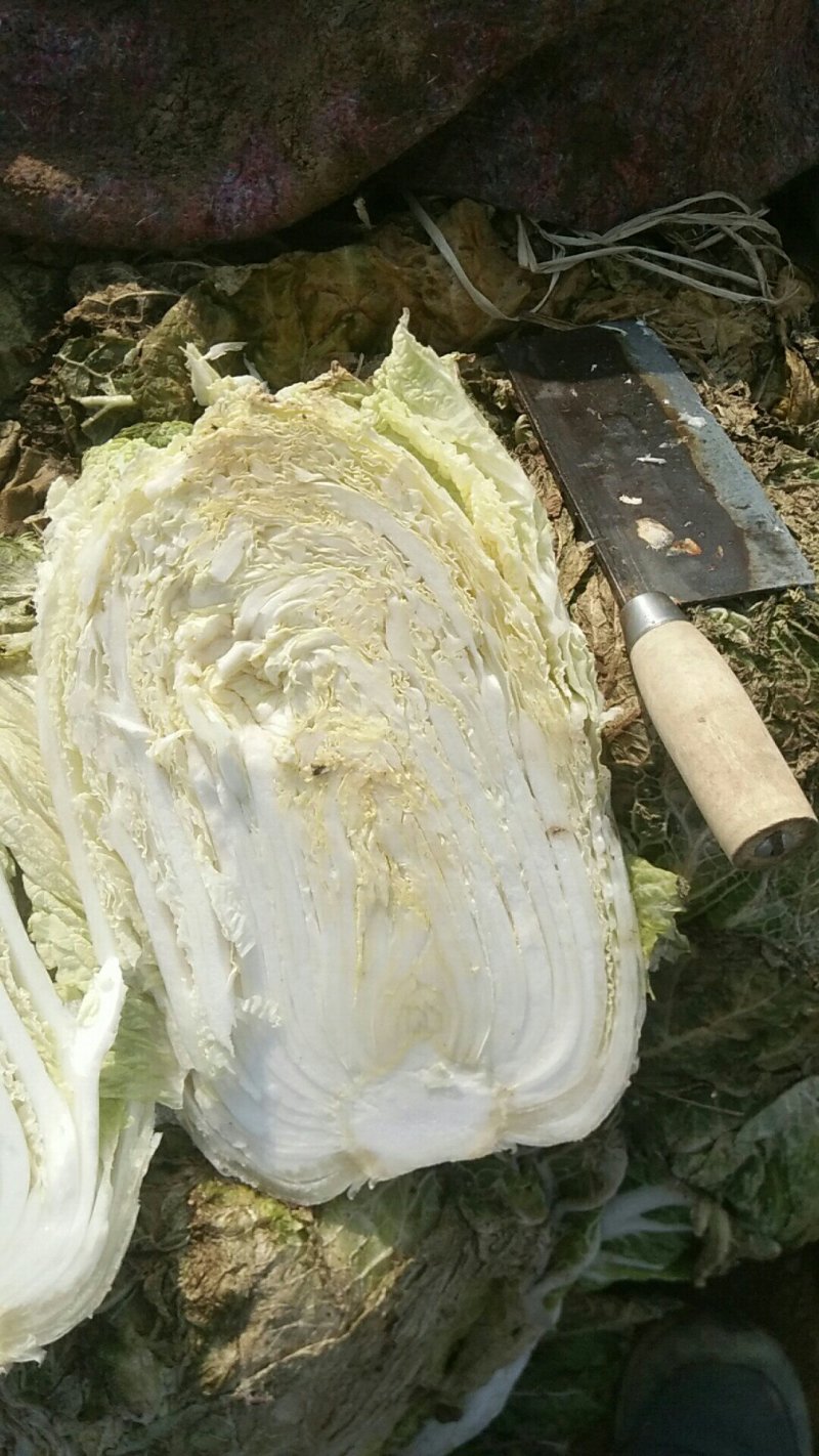 大白菜