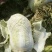 大白菜