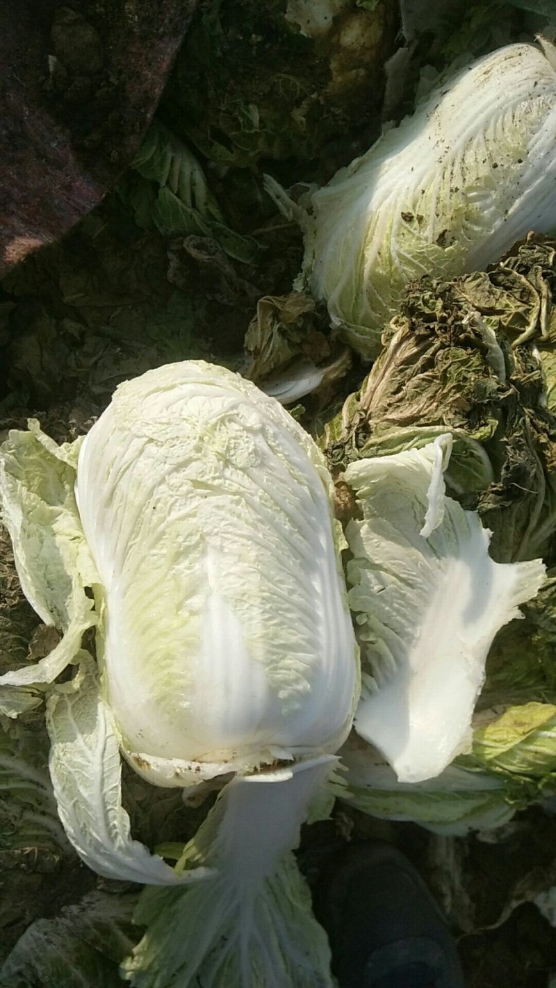 大白菜