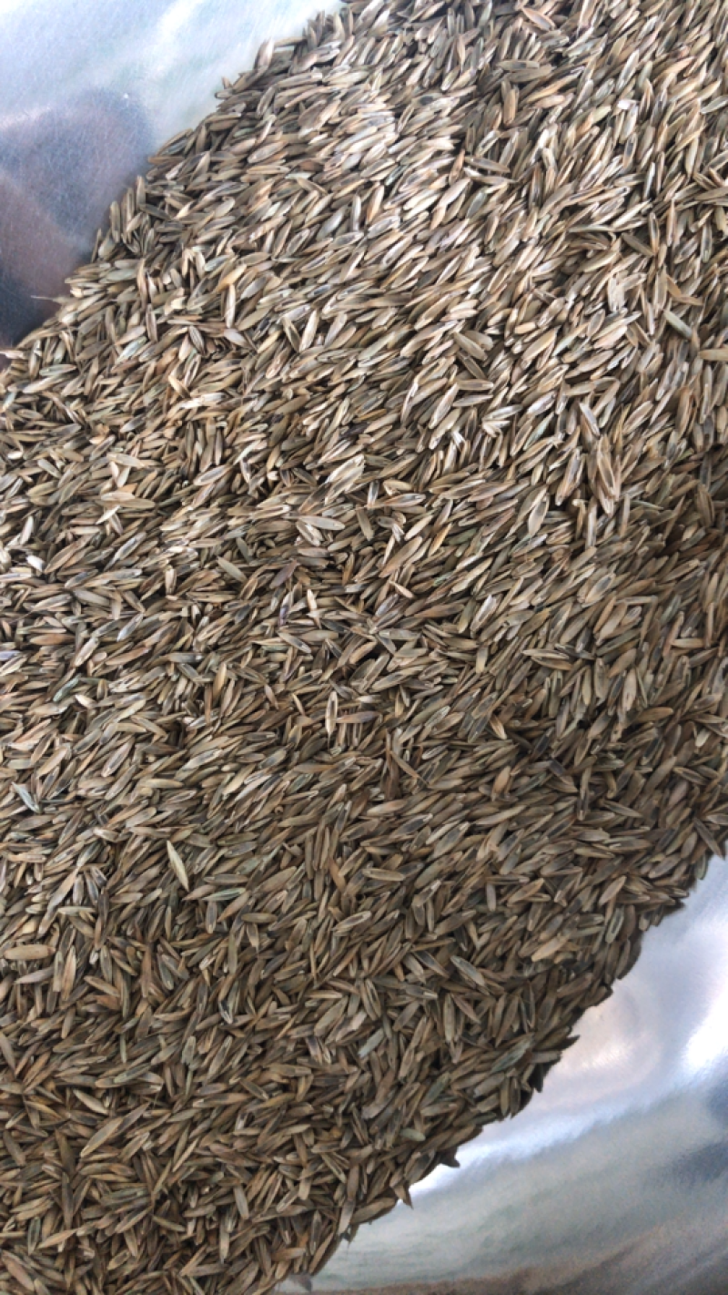 高羊茅草种草坪种子耐寒耐旱耐践踏高羊茅种子