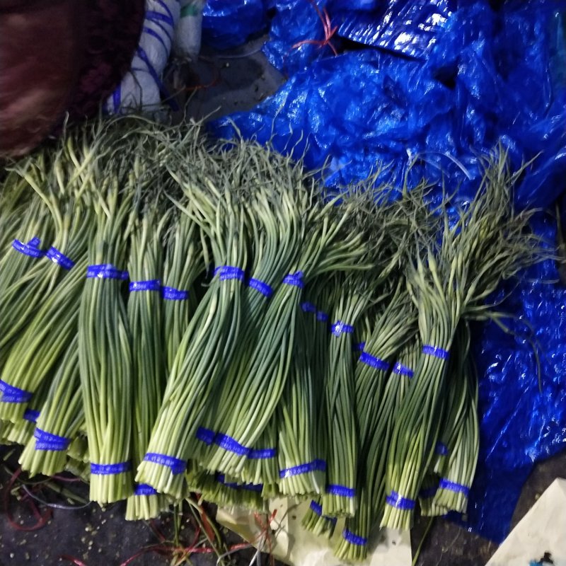 金乡优质蒜苔红帽蒜薹大量上市！物美价廉欢迎选购！