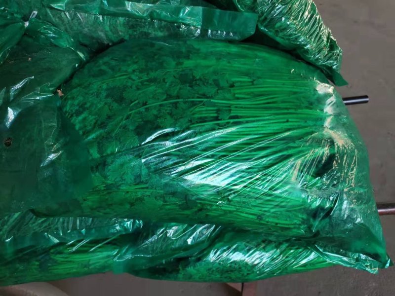 精品香菜，铁杆青，大叶香菜，一手货源，质量好，货发全国