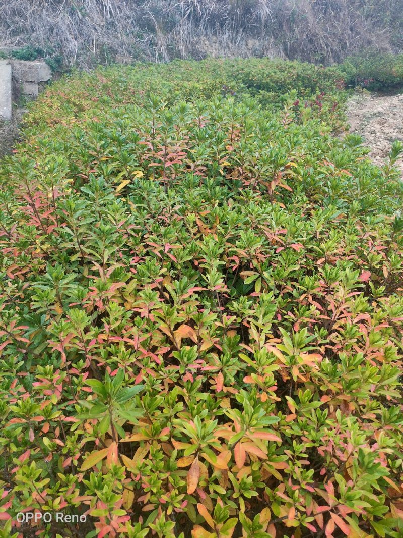春杜鹃小毛球冠幅30/40Cm毛杜鹃球