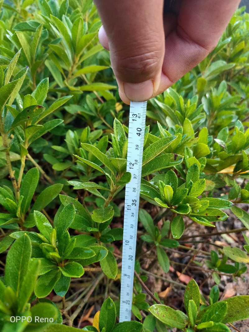 春杜鹃小毛球冠幅30/40Cm毛杜鹃球