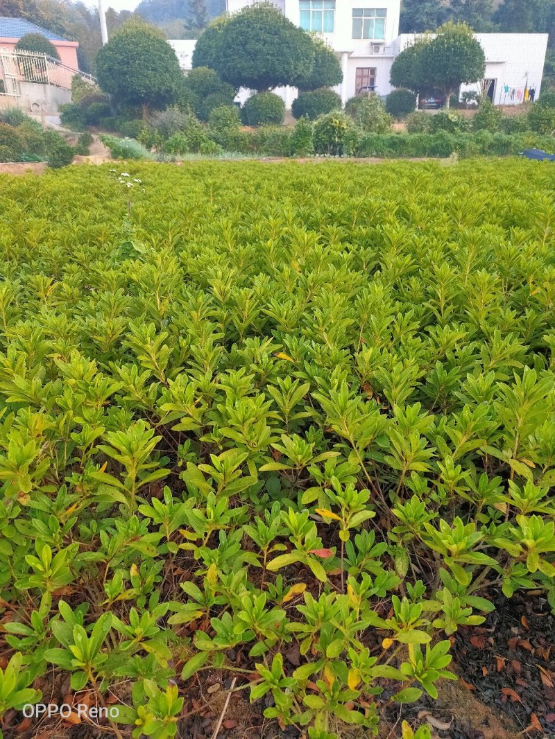 春杜鹃小毛球冠幅30/40Cm毛杜鹃球