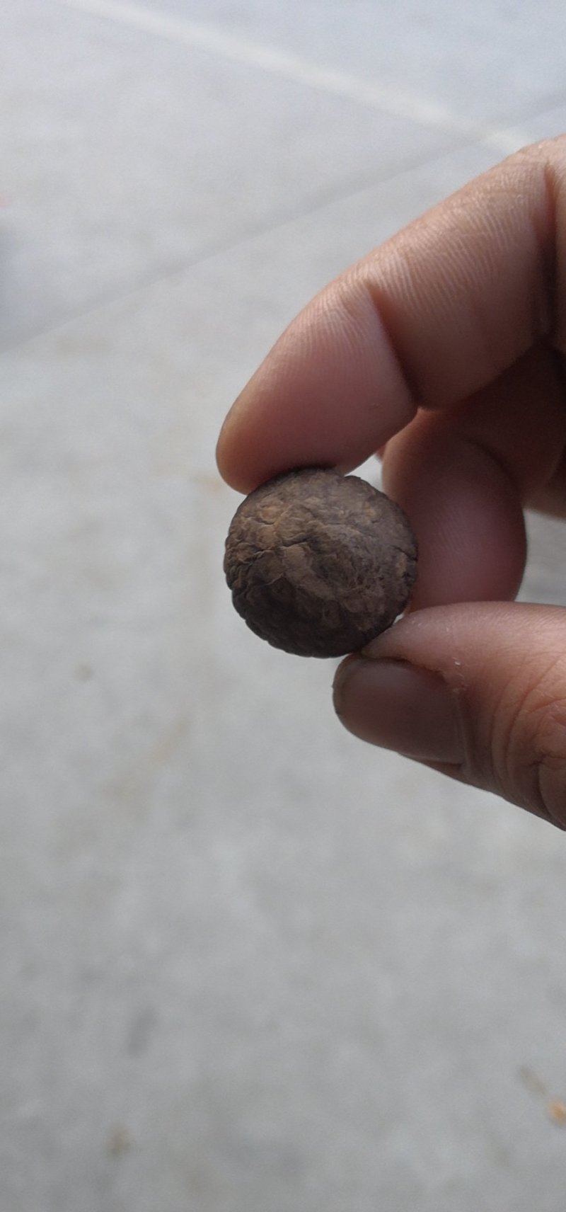 南阳精品干香菇/基地直发1.8优选/可一件代发/量大从优