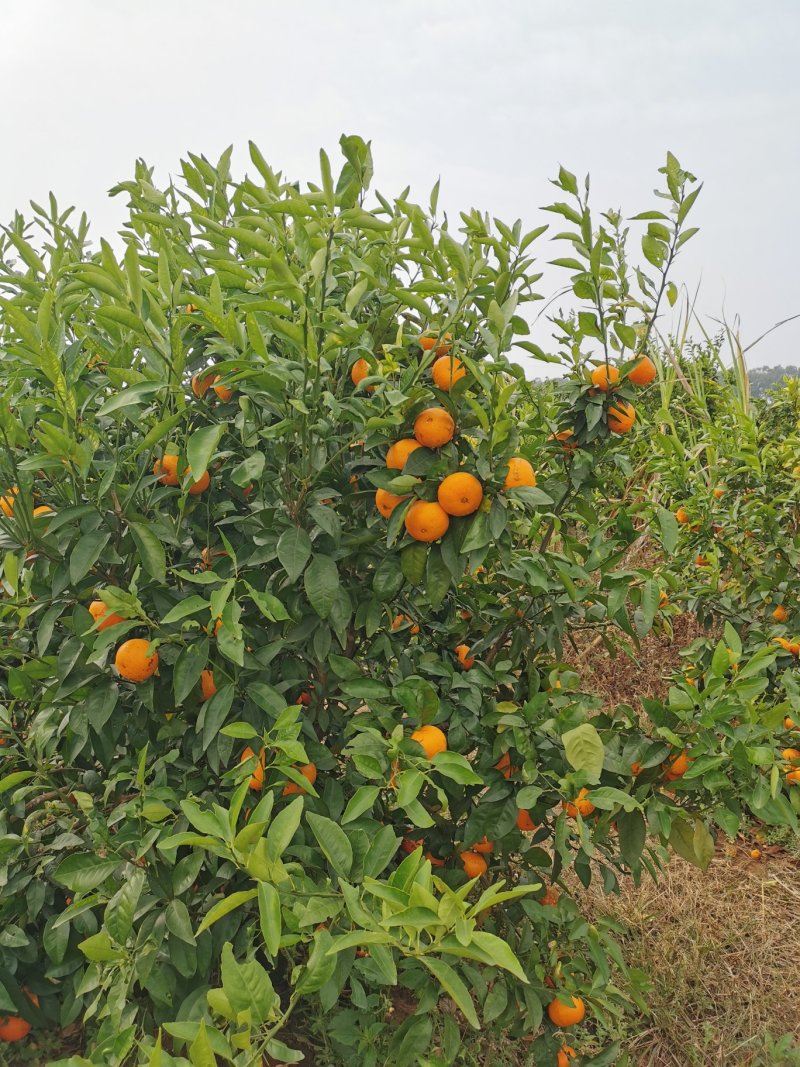 新鲜沃柑