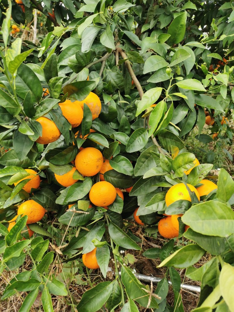 新鲜沃柑