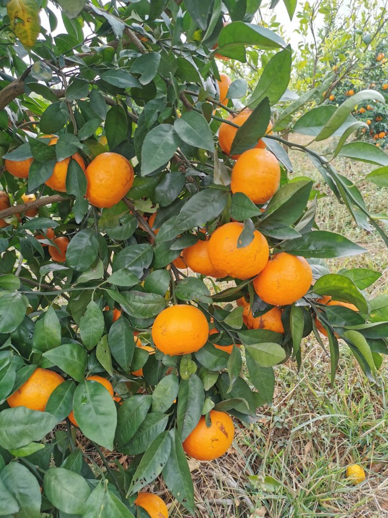 新鲜沃柑