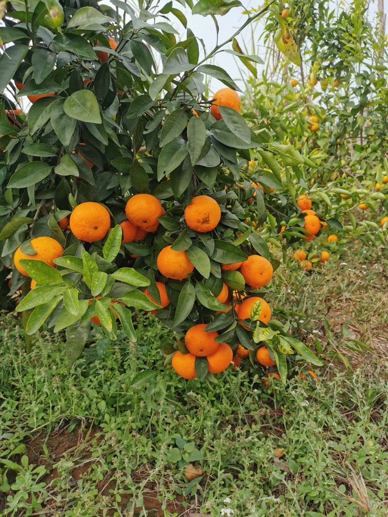 新鲜沃柑