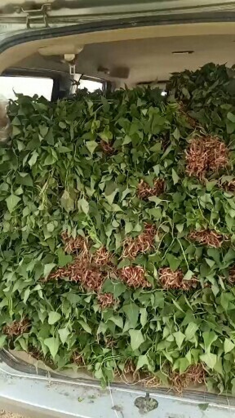 【商薯19】脱毒原原种级别红薯苗存活率高欢迎咨询
