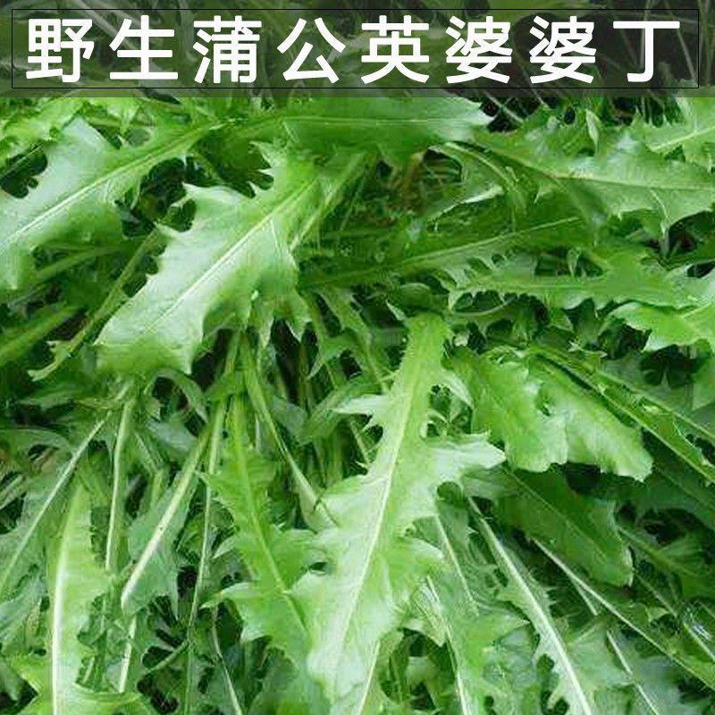 野生蒲公英种子的种籽四季婆婆丁春秋冬季种植药用盆栽蔬菜青