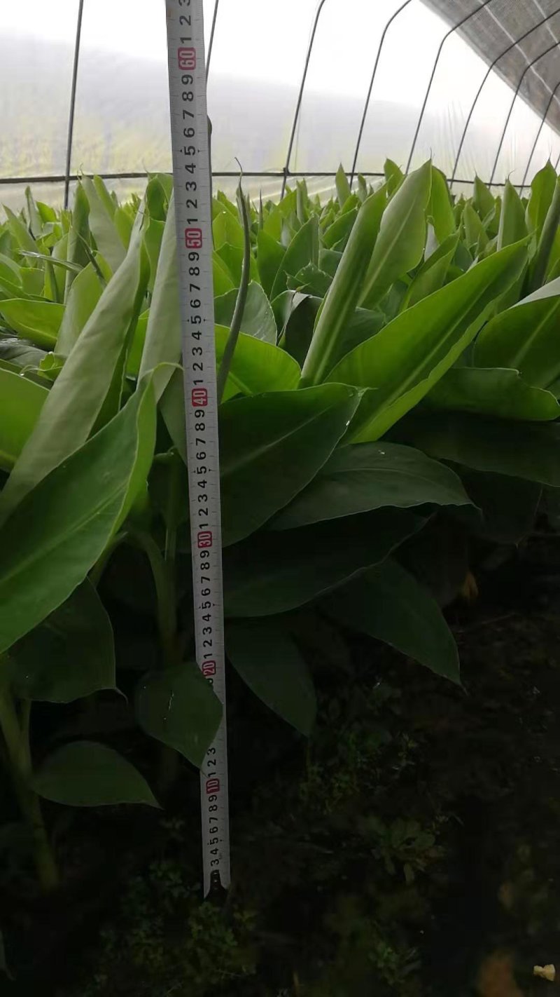 香蕉苗培育基地，红皮香蕉苗量大从优提供技术指导