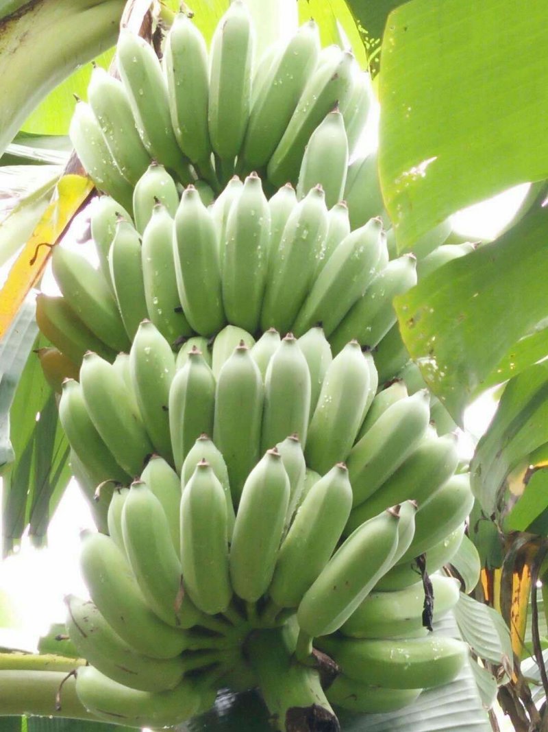 香蕉苗培育基地，红皮香蕉苗量大从优提供技术指导