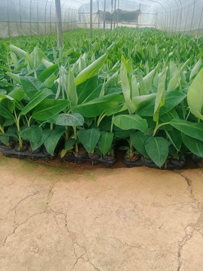 香蕉苗培育基地，红皮香蕉苗量大从优提供技术指导