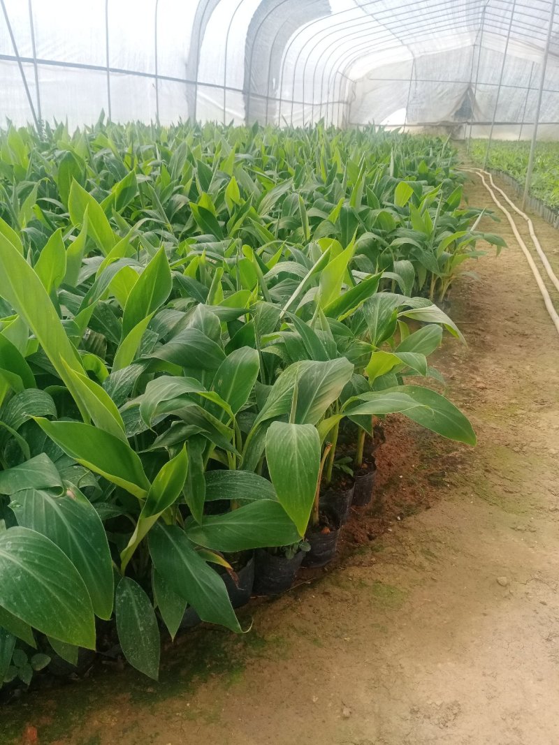 香蕉苗培育基地，红皮香蕉苗量大从优提供技术指导