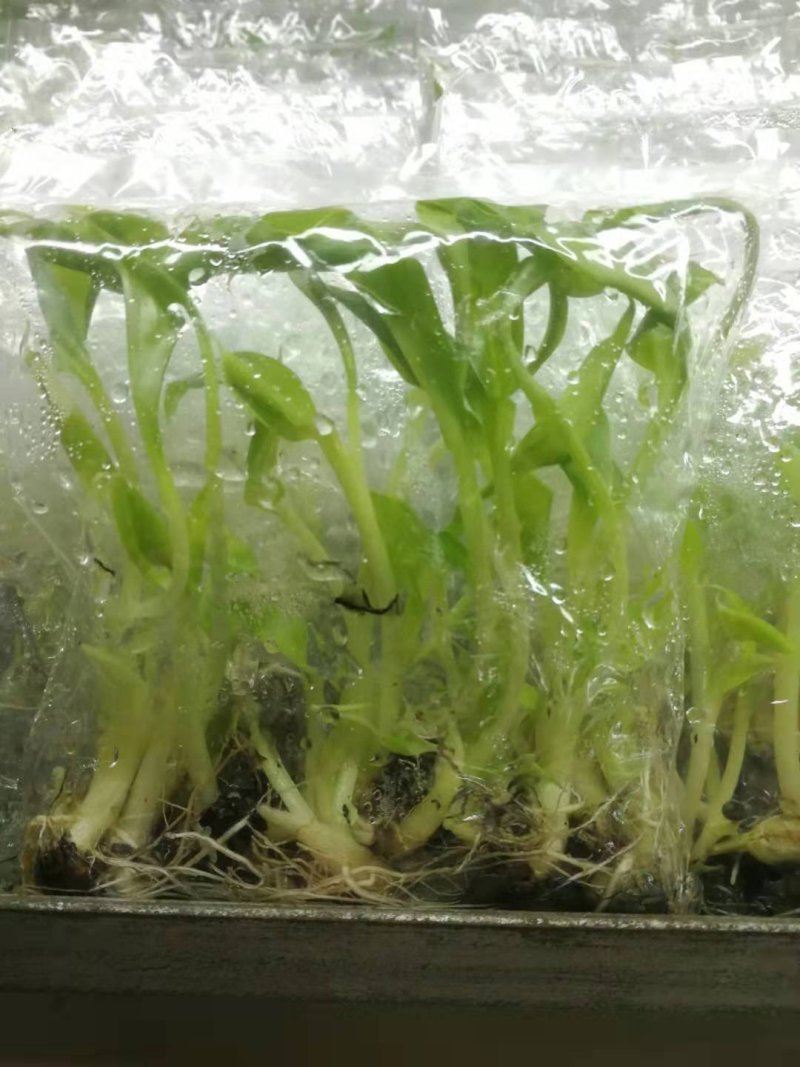 香蕉苗培育基地，红皮香蕉苗量大从优提供技术指导