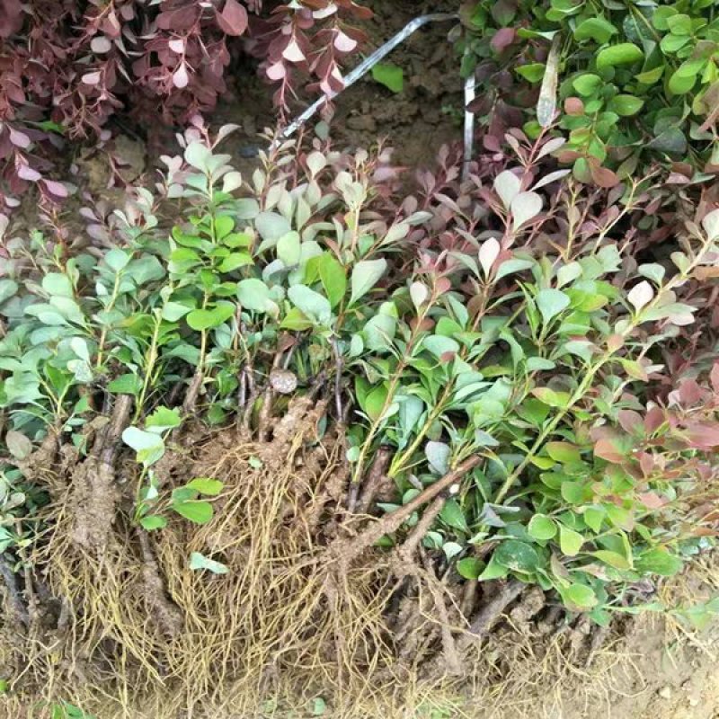 苗圃直销园林绿化苗木树苗庭院植物红叶小檗苗紫叶小檗苗