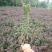 苗圃直销园林绿化苗木树苗庭院植物红叶小檗苗紫叶小檗苗