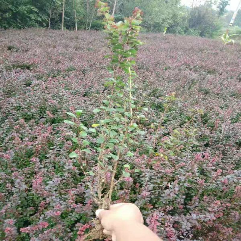 苗圃直销园林绿化苗木树苗庭院植物红叶小檗苗紫叶小檗苗