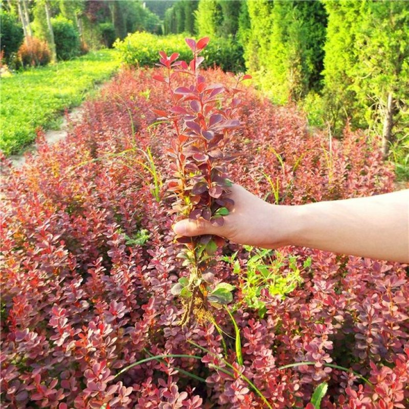 苗圃直销园林绿化苗木树苗庭院植物红叶小檗苗紫叶小檗苗