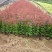 苗圃直销园林绿化苗木树苗庭院植物红叶小檗苗紫叶小檗苗