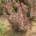 苗圃直销园林绿化苗木树苗庭院植物红叶小檗苗紫叶小檗苗