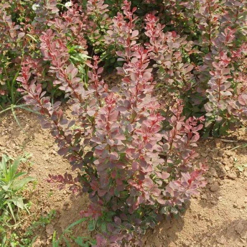 苗圃直销园林绿化苗木树苗庭院植物红叶小檗苗紫叶小檗苗