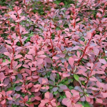 苗圃直销园林绿化苗木树苗庭院植物红叶小檗苗紫叶小檗苗