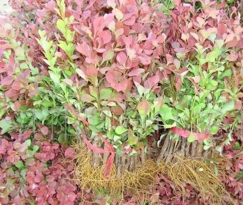 苗圃直销园林绿化苗木树苗庭院植物红叶小檗苗紫叶小檗苗