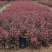 苗圃直销园林绿化苗木树苗庭院植物红叶小檗苗紫叶小檗苗