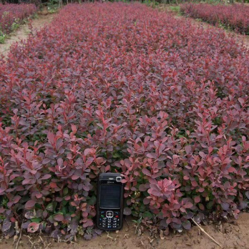 苗圃直销园林绿化苗木树苗庭院植物红叶小檗苗紫叶小檗苗