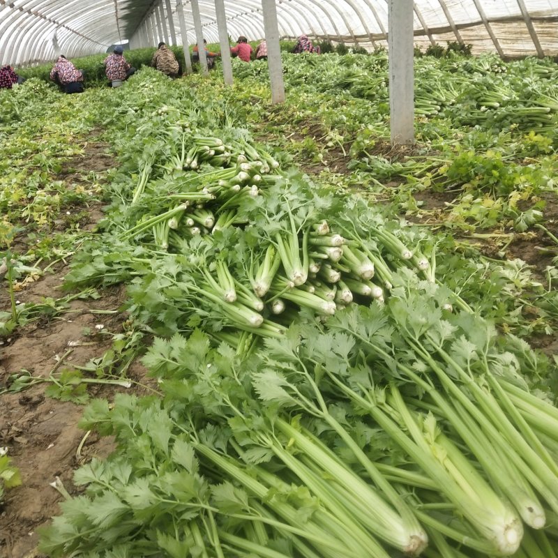 优质精品芹菜西芹芹菜大量上市物美价廉货源充足
