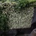 优质精品芹菜西芹芹菜大量上市物美价廉货源充足