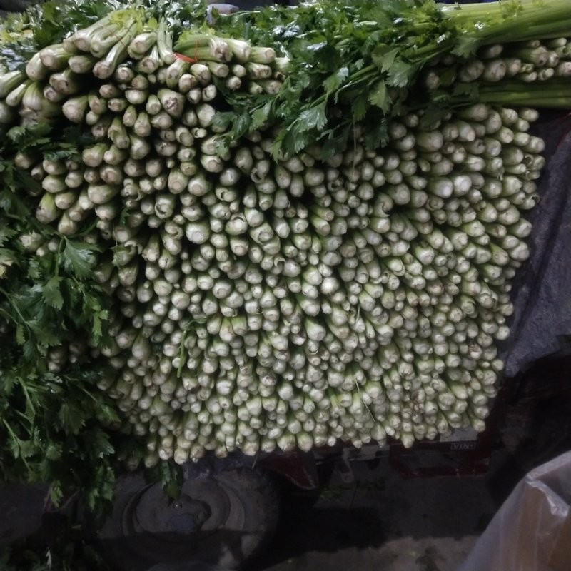 优质精品芹菜西芹芹菜大量上市物美价廉货源充足