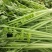 优质精品芹菜西芹芹菜大量上市物美价廉货源充足