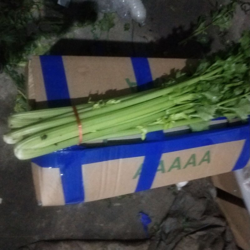 优质精品芹菜西芹芹菜大量上市物美价廉货源充足
