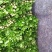 优质精品芹菜西芹芹菜大量上市物美价廉货源充足