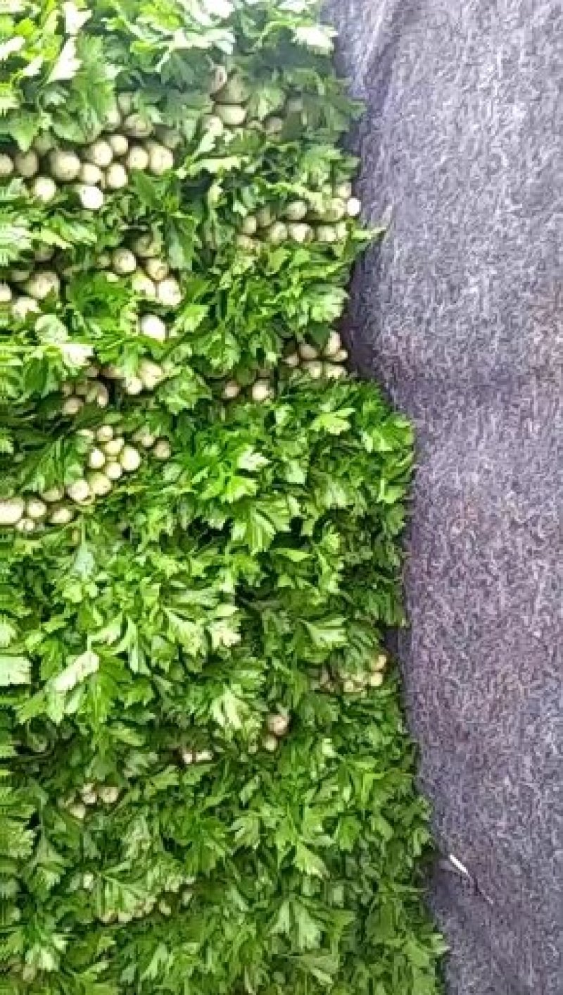 优质精品芹菜西芹芹菜大量上市物美价廉货源充足