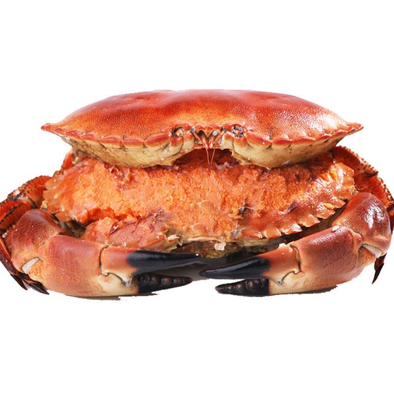 英国面包蟹鲜活熟冻面包蟹即食超大螃蟹