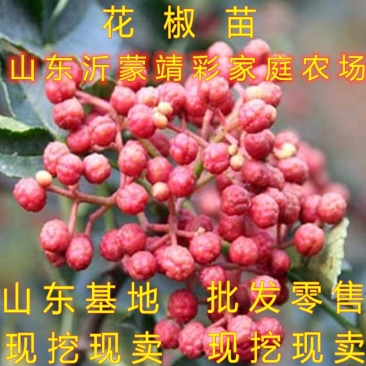 花椒苗新品种花椒树苗南北方种植花椒苗包品种包结果