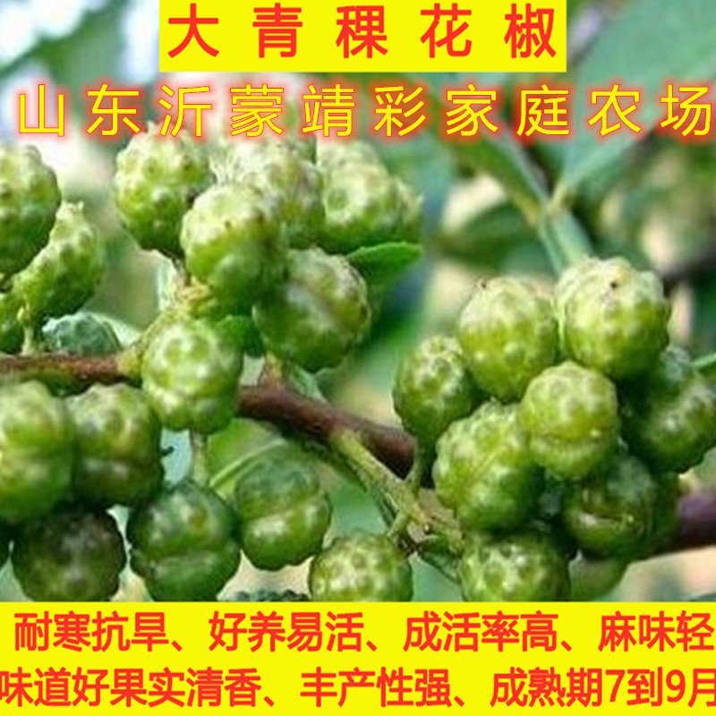 花椒苗新品种花椒树苗南北方种植花椒苗包品种包结果