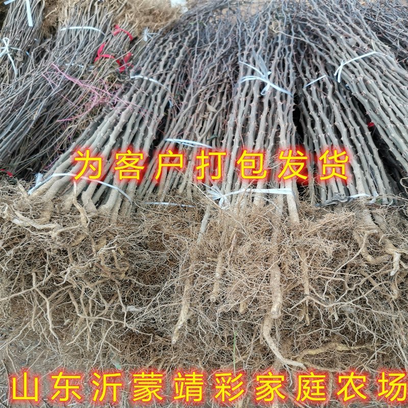 花椒苗新品种花椒树苗南北方种植花椒苗包品种包结果