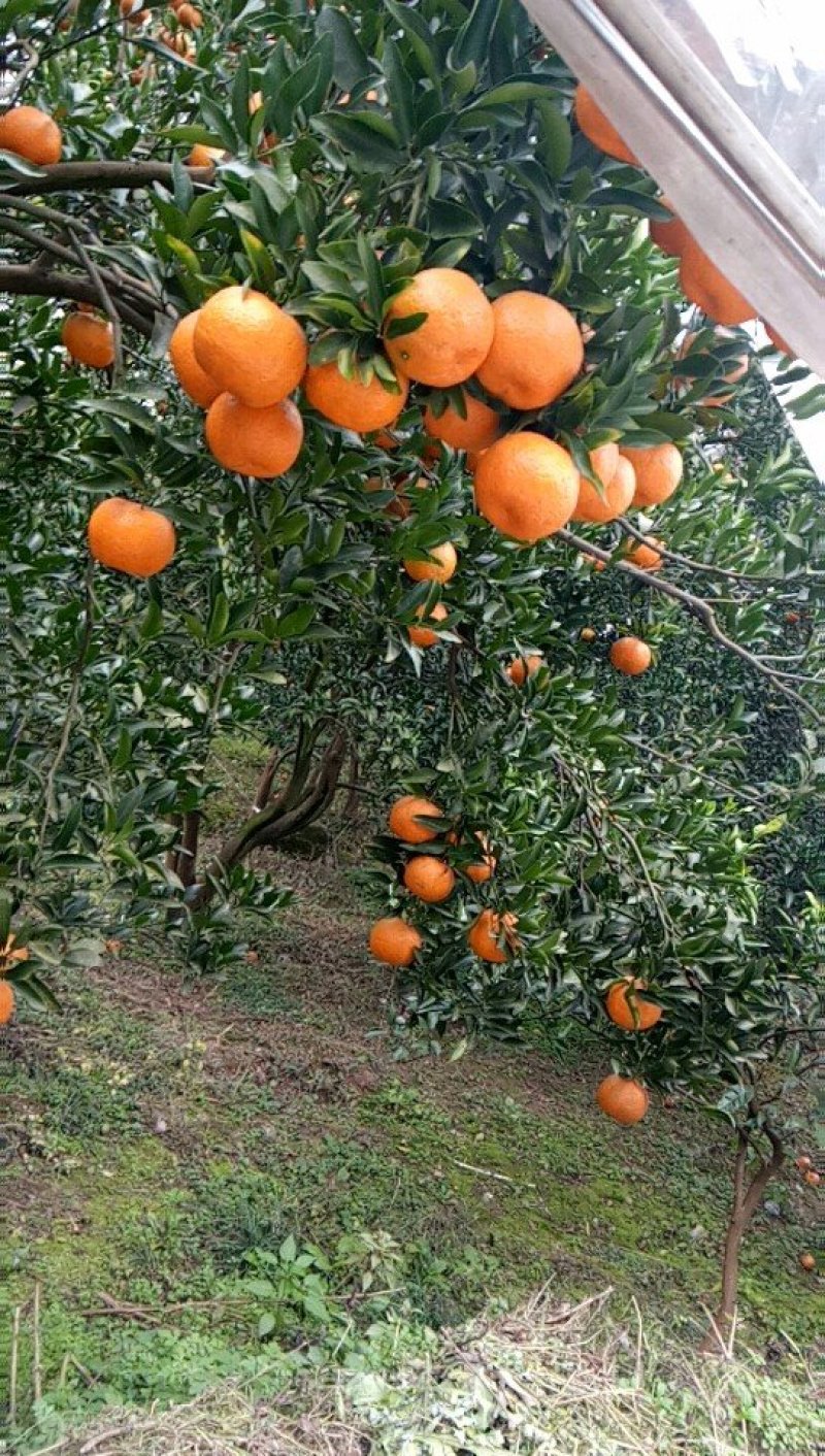 芦柑自贡椪柑大量上市口感非常好超甜