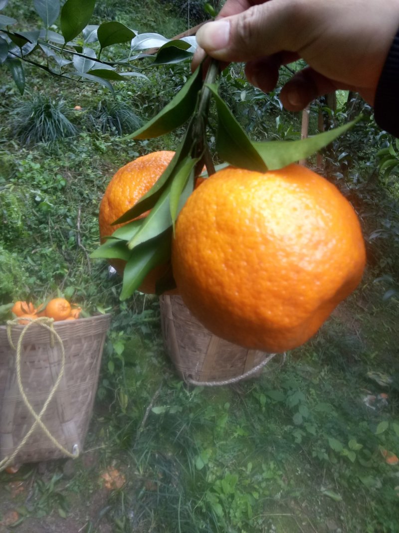 芦柑自贡椪柑大量上市口感非常好超甜