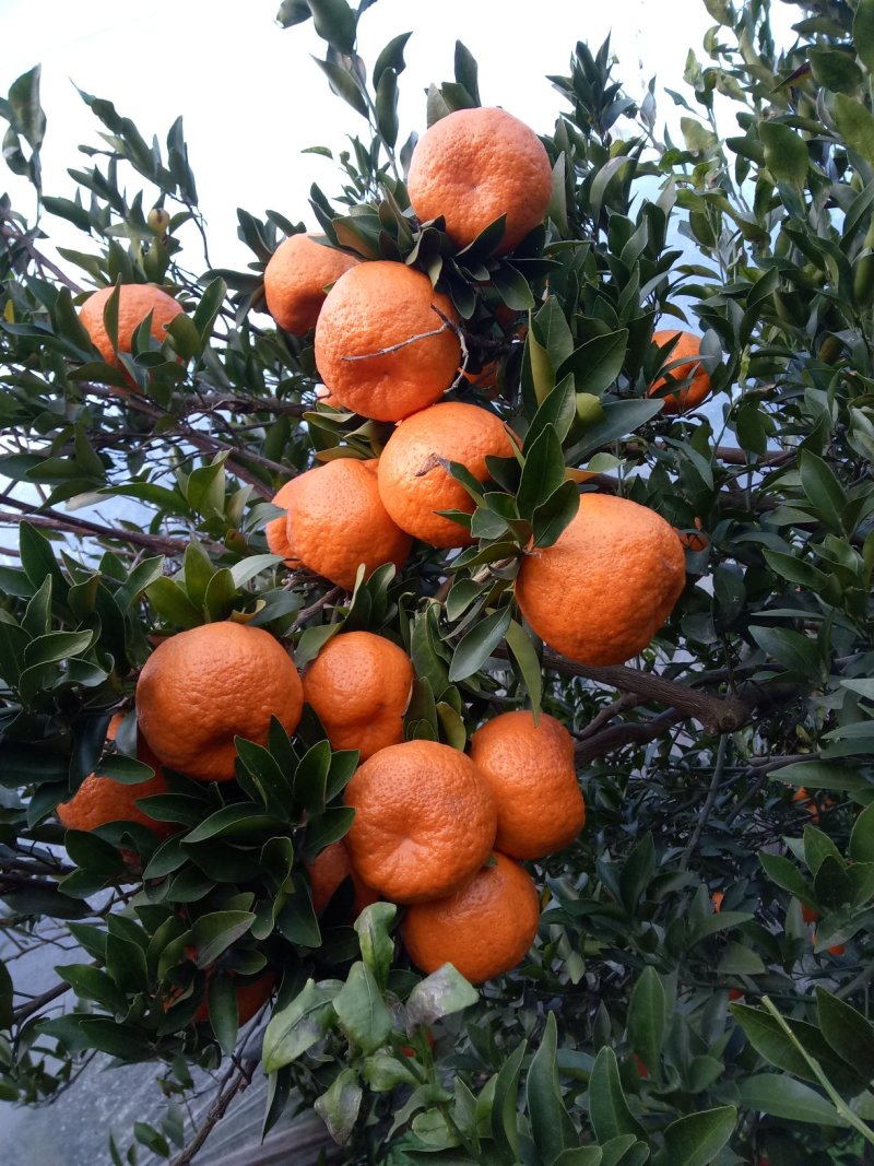 芦柑自贡椪柑大量上市口感非常好超甜